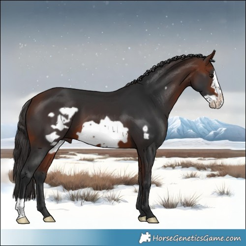 Horse Color:Bay Frame 
