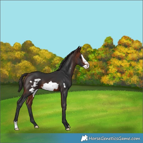 Horse Color:Bay Frame 