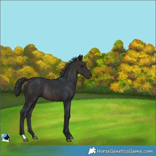 Horse Color:Brown Rabicano 