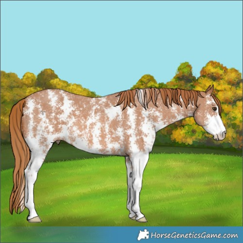 Horse Color:Chestnut Sabino 