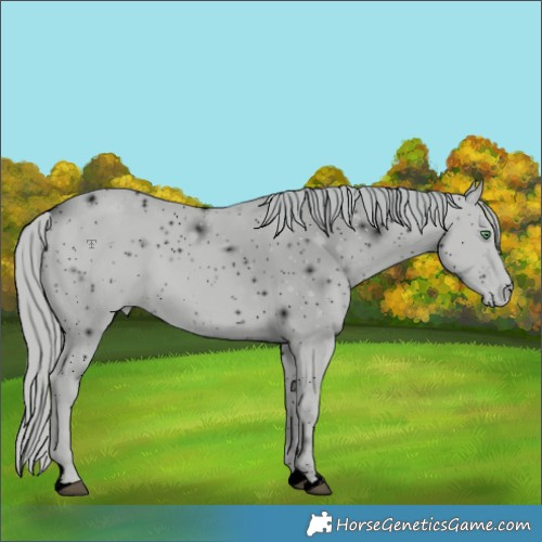 Horse Color:ERROR: UNKNOWN ANOMALY