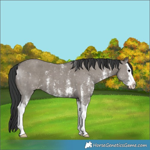 Horse Color:Grullo Sabino Splash