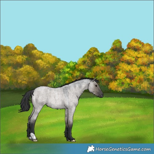 Horse Color:Grullo Roan Rabicano