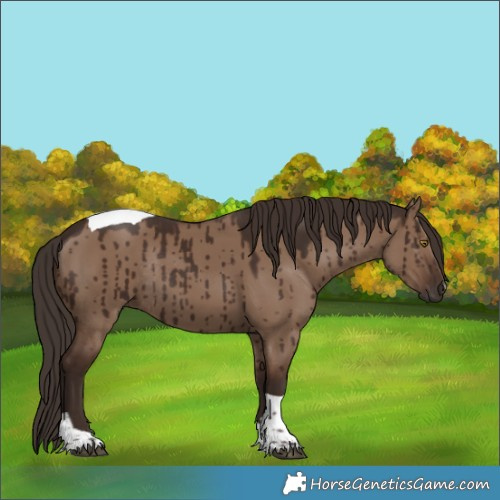 Horse Color:Liver Red Dun Tobiano Rabicano Brindle