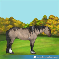 Horse Color:Brown Dun Tobiano Rabicano