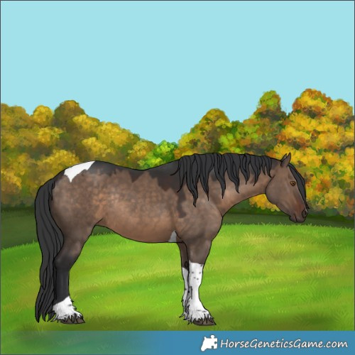 Horse Color:Brown Dun Tobiano Rabicano 