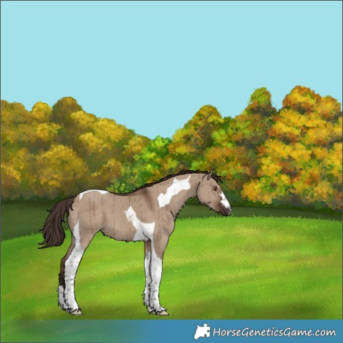 Horse Color:Liver Red Dun Tobiano Brindle
