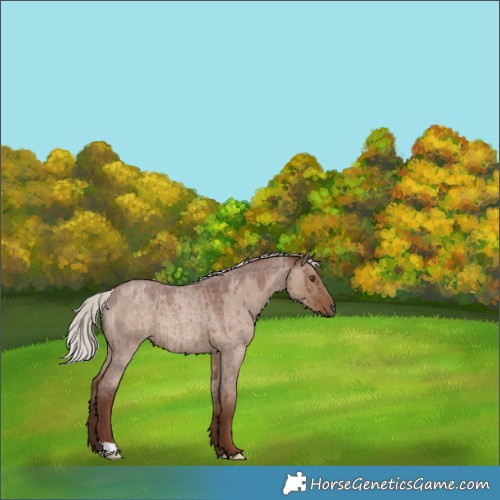 Horse Color:Silver Grullo Roan Rabicano Brindle 
