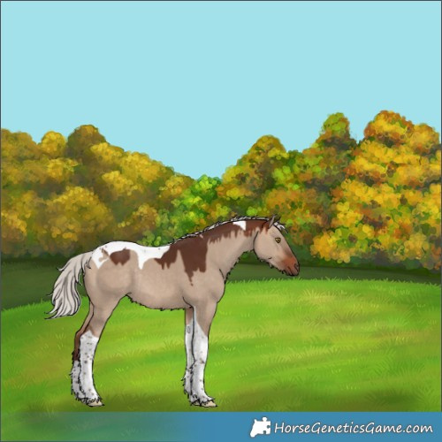 Horse Color:Silver Brown Dun Tobiano Rabicano 