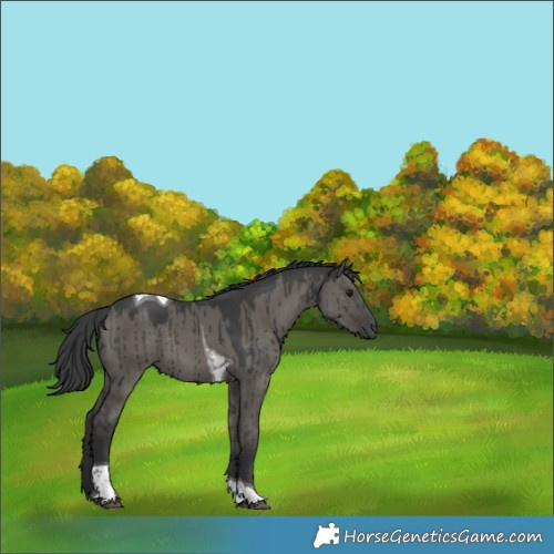 Horse Color:Grullo Tobiano Rabicano Brindle 