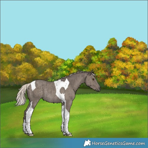 Horse Color:Silver Grullo Tobiano Rabicano Brindle 