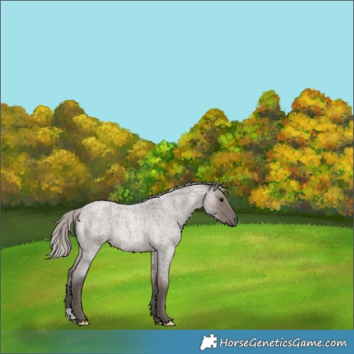 Horse Color:Silver Grullo Roan Rabicano Brindle 