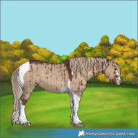 Horse Color:Liver Red Dun Tobiano Rabicano Brindle 