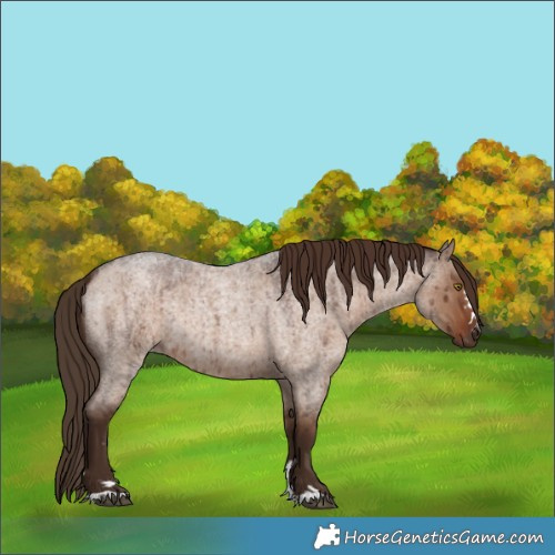 Horse Color:Liver Red Dun Roan Rabicano Brindle