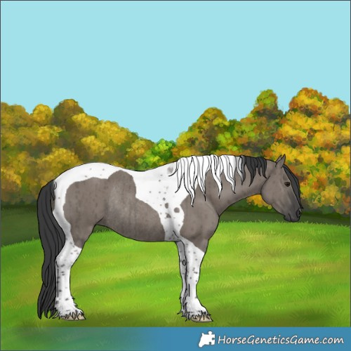 Horse Color:Grullo Tobiano Rabicano Brindle