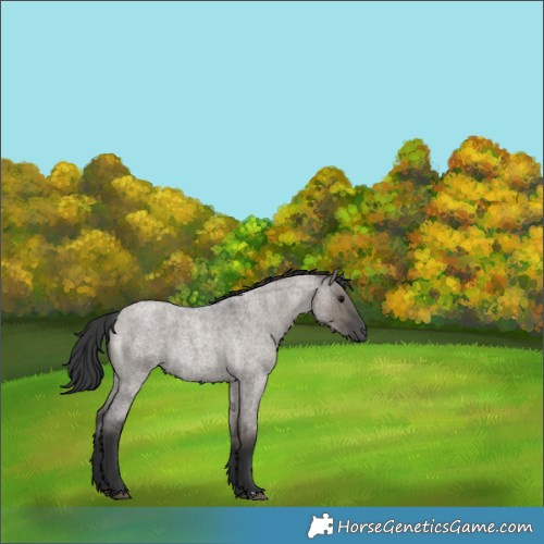 Horse Color:Grullo Roan Rabicano Brindle
