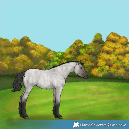 Horse Color:Grullo Roan Rabicano Brindle 