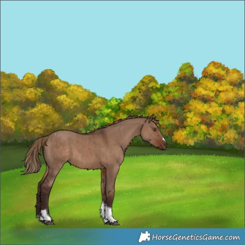 Horse Color:Liver Red Dun Tobiano Brindle 