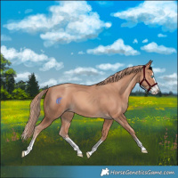 Horse Color:Gold Champagne Splash 