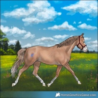 Horse Color:Gold Champagne Splash 