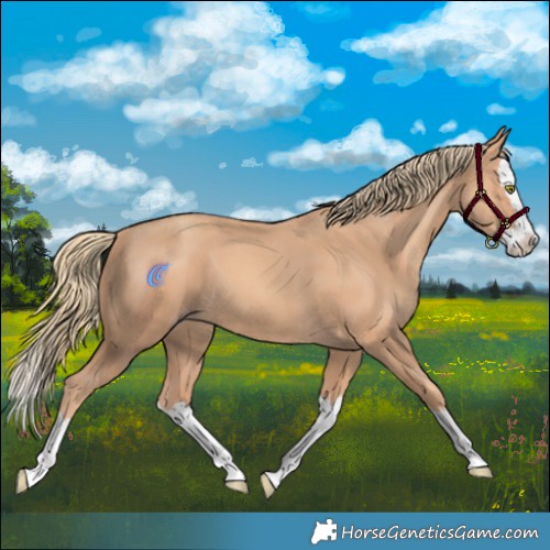 Horse Color:Gold Champagne Splash