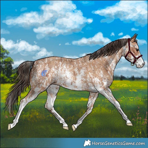 Horse Color:Bay Sabino Rabicano and Amber Champagne Sabino Rabicano