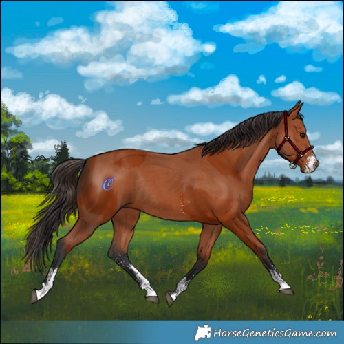 Horse Color:Bay Sabino Rabicano  and Bay Sabino Rabicano 