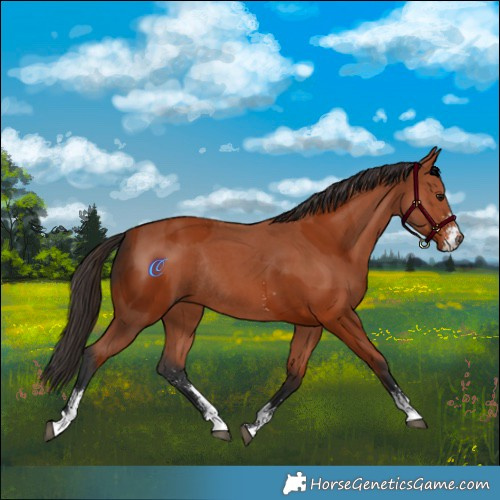 Horse Color:Bay Sabino Rabicano and Bay Sabino Rabicano