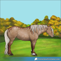 Horse Color:Gray Silver Grullo Pearl Appaloosa Rabicano