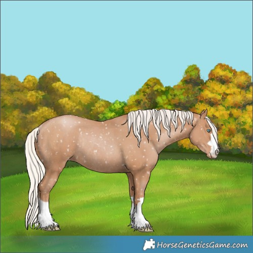Horse Color:Silver Black Pearl Appaloosa Rabicano 