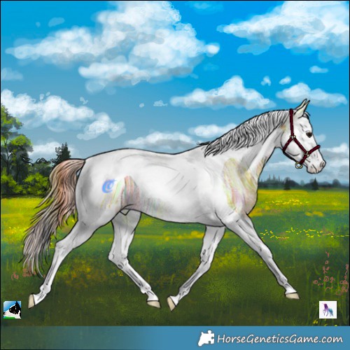 Horse Color:Plaid  Bay Ice Splash Tobiano Rabicano 