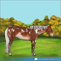 Horse Color:White Spotted Silver Bay