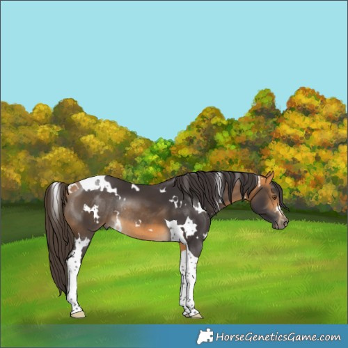 Horse Color:White Spotted Buckskin Tobiano Rabicano 
