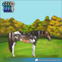Horse Color:White Spotted Buckskin Tobiano Rabicano
