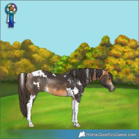 Horse Color:White Spotted Buckskin Tobiano Rabicano