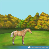 Horse Color:Silver Buckskin Tobiano Rabicano 