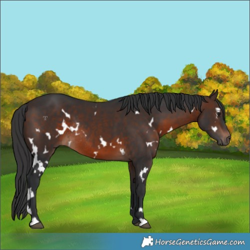 Horse Color:White Spotted Brown Rabicano 