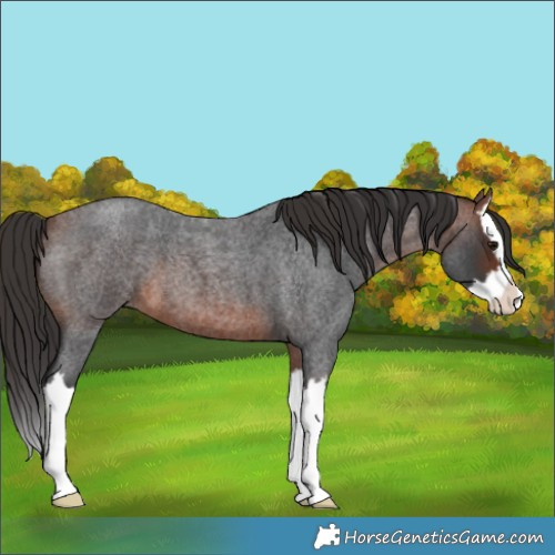 Horse Color:Bay Roan Splash 