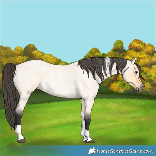 Horse Color:Buckskin Roan Dun Tobiano 