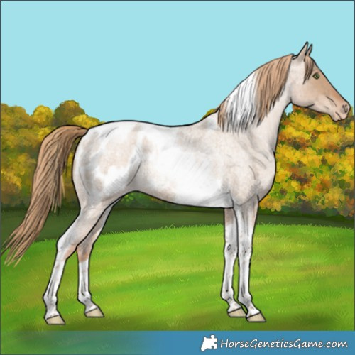 Horse Color:Liver Red Dun Roan Pearl Tobiano Appaloosa Rabicano