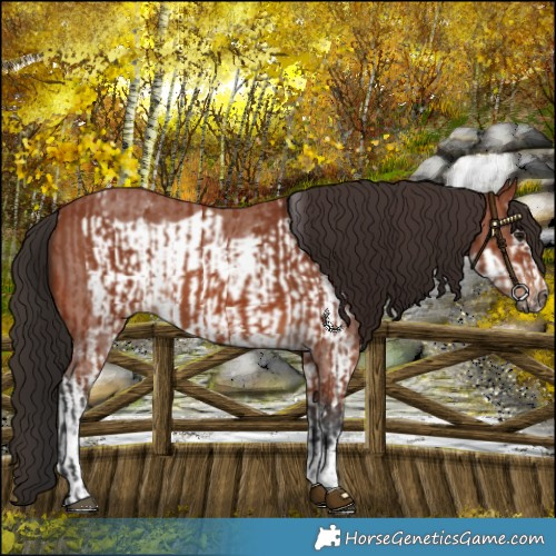 Horse Color:Bay Sabino Rabicano  and Bay Sabino Frame Rabicano 