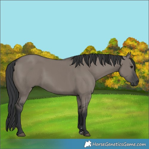 Horse Color:Grullo 