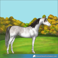Horse Color:White Spotted Bay Roan Dun Mushroom Splash