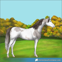 Horse Color:Platinum White Spotted Liver Red Dun Splash Tobiano 