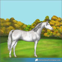 Horse Color:Platinum White Spotted Chocolate Palomino Dun Splash 