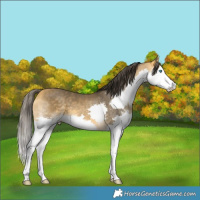 Horse Color:Buckskin Splash