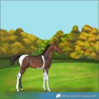 Horse Color:Bay Tobiano Rabicano 