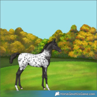 Horse Color:Smoky Black Near Leopard