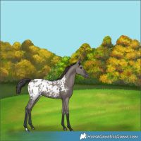 Horse Color:Grullo Blanket