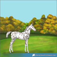 Horse Color:Silver Brown Tobiano Leopard